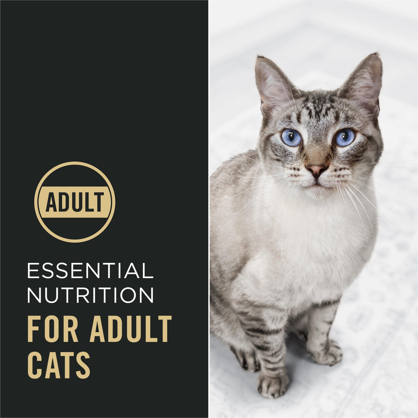 Purina Pro Plan High Protein Cat Food With Probiotics for Cats, Chicken and Rice Formula - 16 lb. Bag