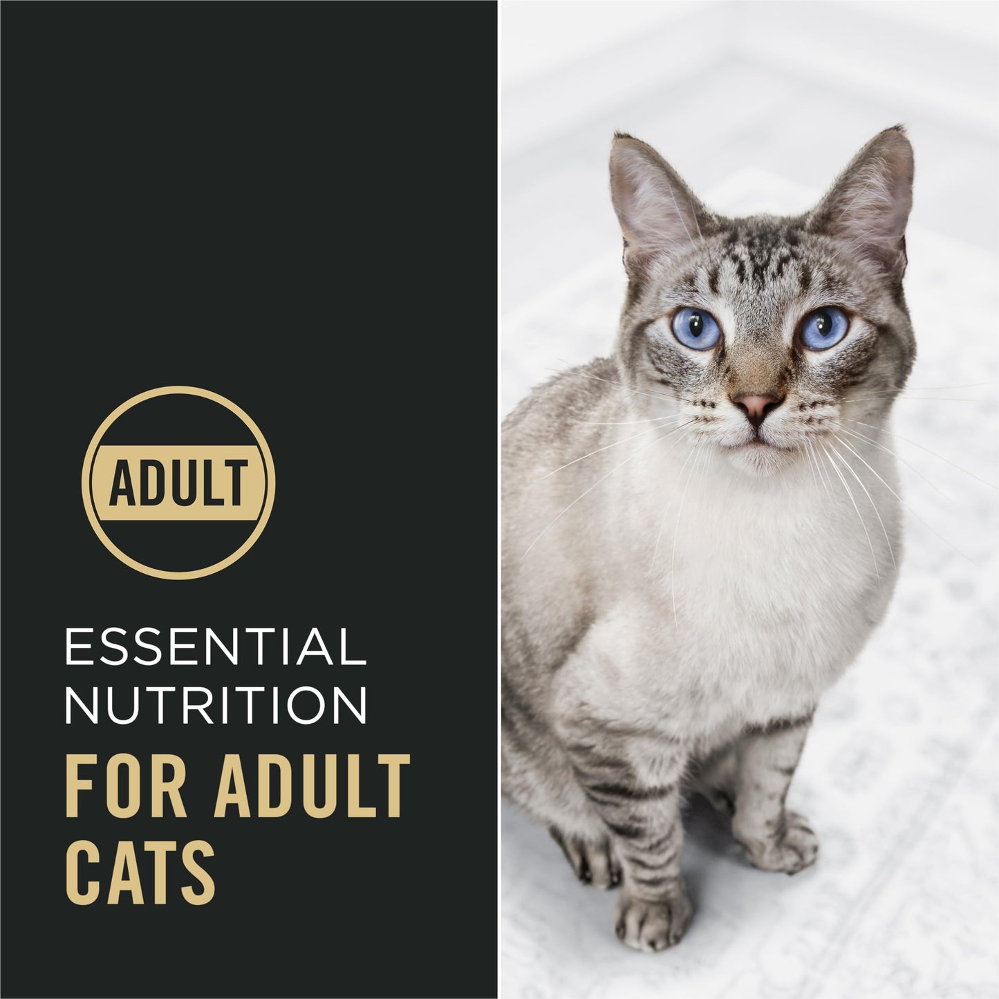 Purina Pro Plan High Protein Cat Food With Probiotics for Cats, Chicken and Rice Formula - 16 lb. Bag